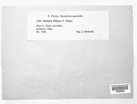 Ovularia villiana image